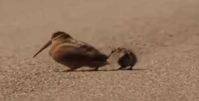Cute little birds (Onett theme)