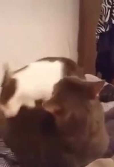 c h o m p