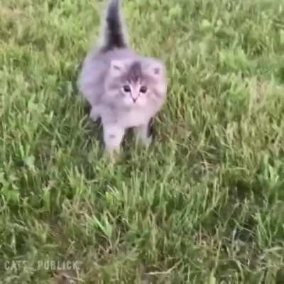 🐈