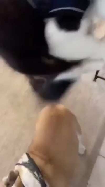 purrrrkour