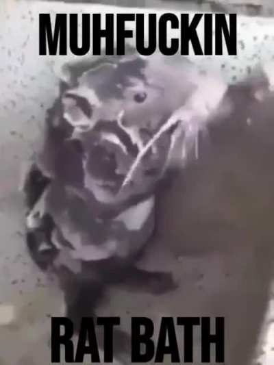 Rat_irl
