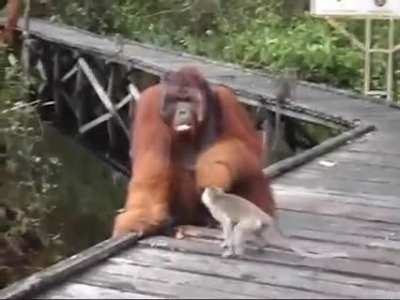 to steal a banana.