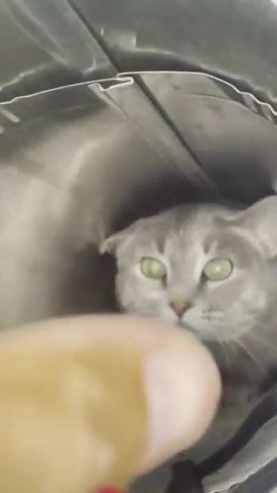 Our cat went on a ventilation vacation &mdash; had to lure her chonkiness out with fancy feast