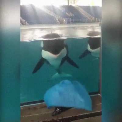 Orcas are too smart for her cheap trick