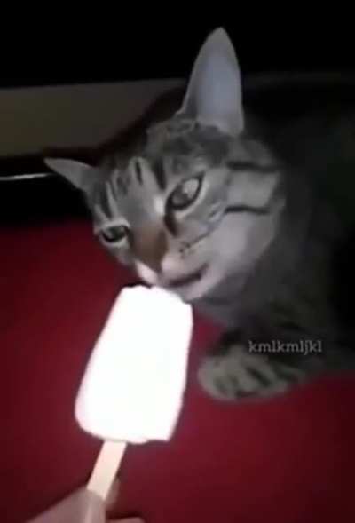 Gato