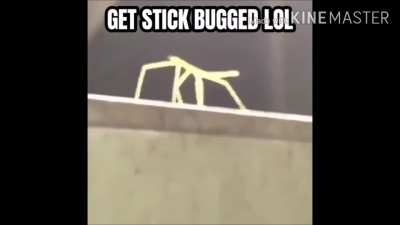 Sayori bug