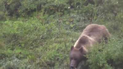 A grizzly getting closer and closer at an alarming speed...