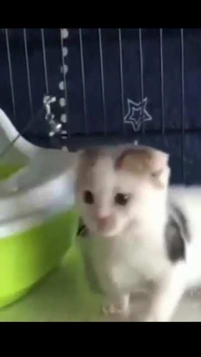 Lovely cat playing