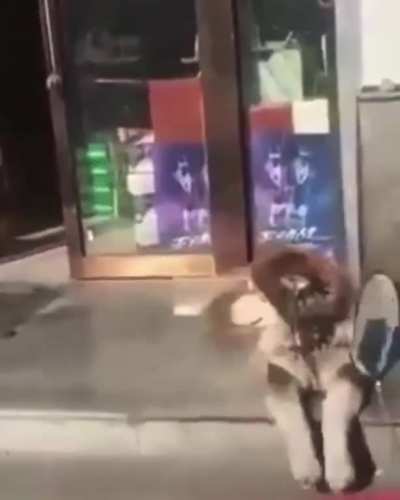 Perrito disfrutando el bo bo bo bo boyfriend