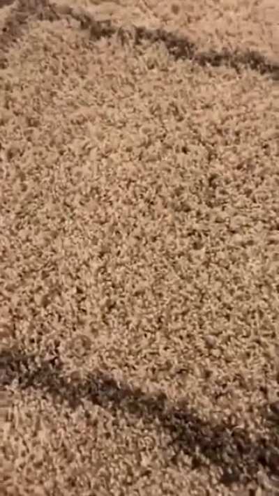 nice rug
