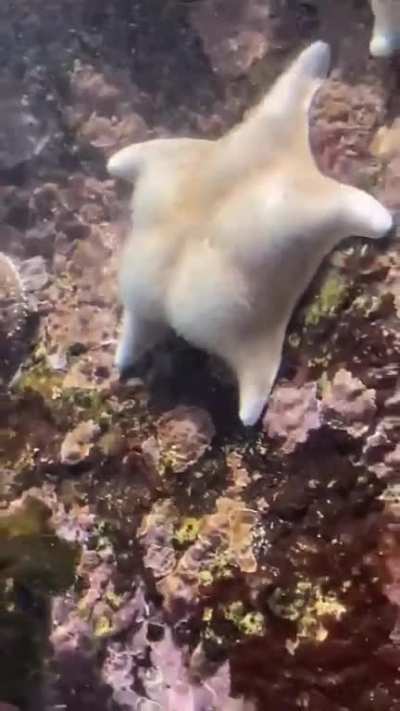 Ripped Starfish