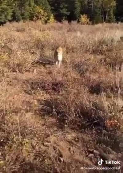 Defensive use of a firearm doesn&rsquo;t always mean human v. human. Credit to casualprepperspodcast on TT