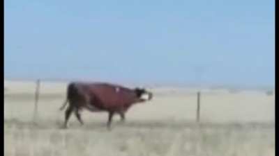 Mooing cow chasing after its calf sold off from ranch