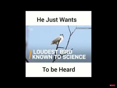 Loudest bird