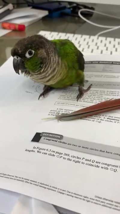 That&rsquo;s a pretty feather. Can I have it?