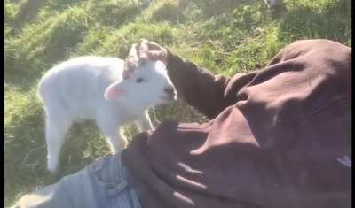 Pet The Lamb Cat