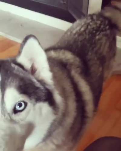Mika says Hi! Husky Chatters!