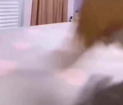 Wordington Cat