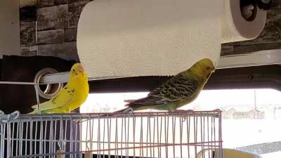 🍋Lemon&amp;amp;Lime double-teaming the paper towel roll