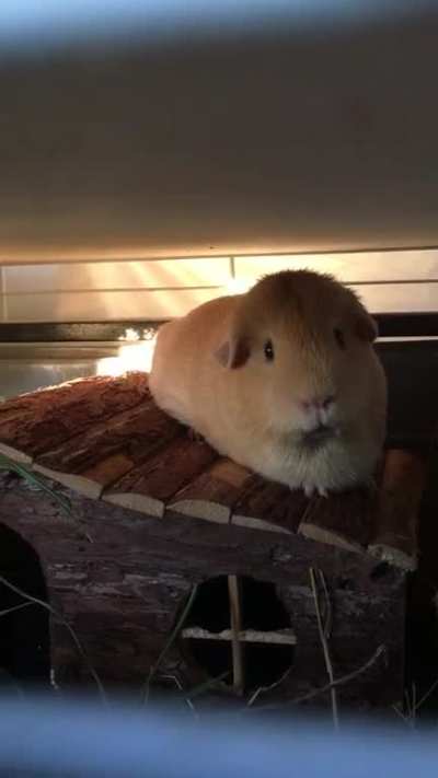 This is Tulip. She has a tendency to &lsquo;sing&rsquo; during the night when all is quiet (usually 3am). The other piggies remain calm and don&rsquo;t appear distressed when she does this. Does anyone else have a piggie who does this? I&rsquo;ve been told it&rsquo;s a type 