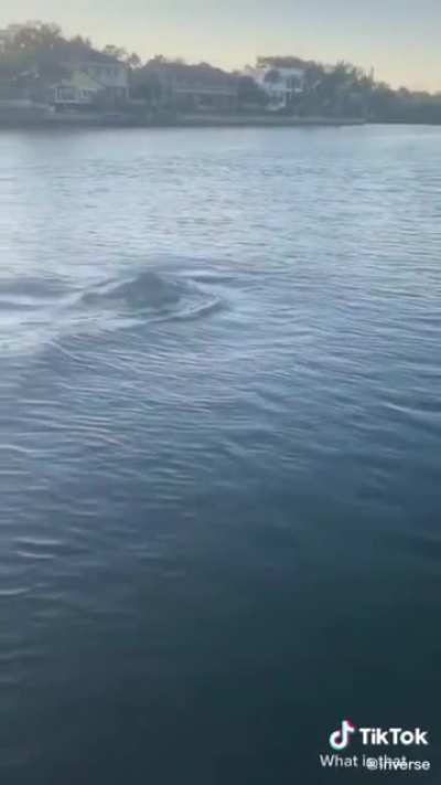 Something I wouldn&rsquo;t want to swim with...
