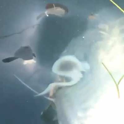 A tarpon emerging from the deep to gulp down a fish
