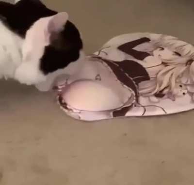 Gato otako 😯