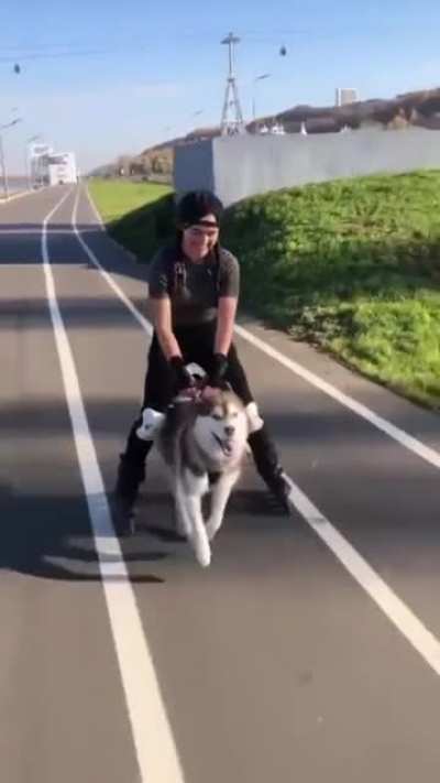 Husky Powered... :)