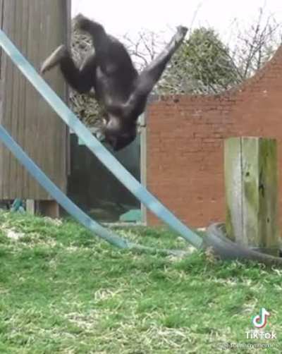 Monke flip 💀