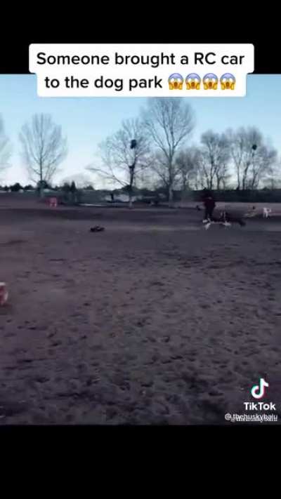 A little fun at the dog park