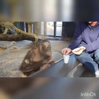 MONKEY para el missa