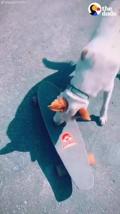 Dog accidentally breaks his favorite rock &mdash; then waits patiently while it&rsquo;s in &ldquo;rock surgery&rdquo;