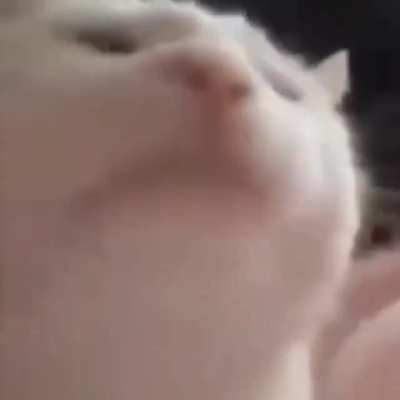 Sas