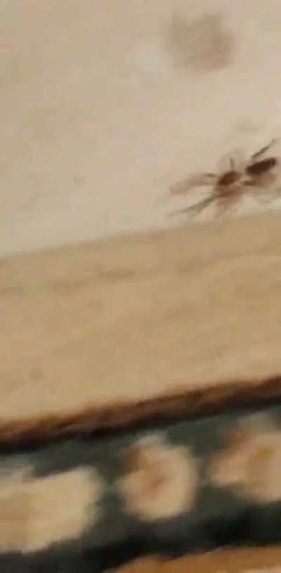 TIL we have at least one Solifugid (aka Camel Spider aka Wind Scorpion) living in the US; more specifically, in our basement. My daughter was fascinated, until it turned to greet her. Still at large, this &ldquo;harmless&rdquo; (according to r/Arachnids) beast is a l