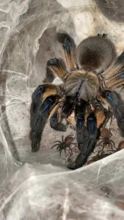 Momma Balfouri enjoying dinner with her kiddos 🕷🥰