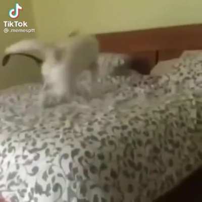 Que cama confort&aacute;vel, seria uma pena se...