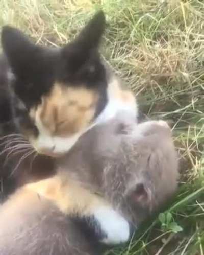 Необычная дружба