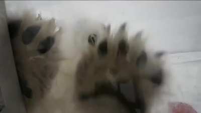 His assignment was to film polar bears for the BBC.
