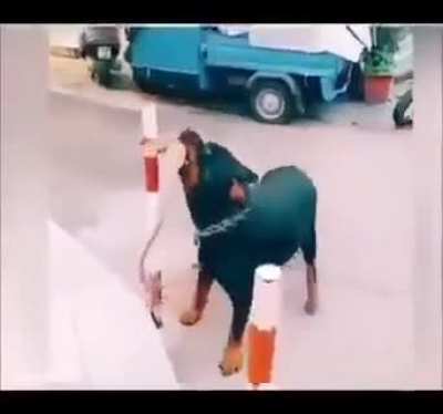 Подстава-подстав или не дразните незнакомых собак