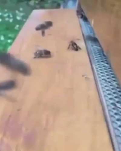 Pom pom pom pom