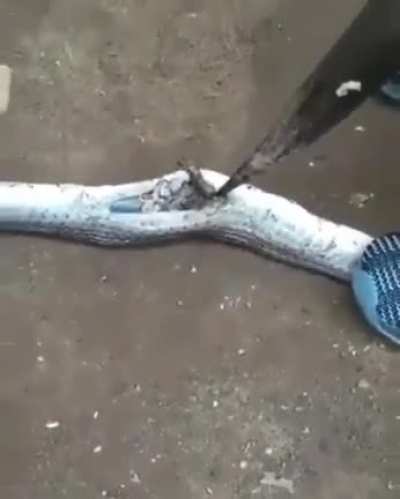 Let's Open a Snake!