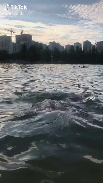 Dolphin