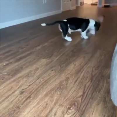 Весёлый бассет-хаунд