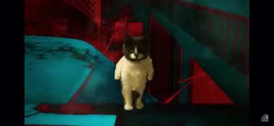 Stranger cats