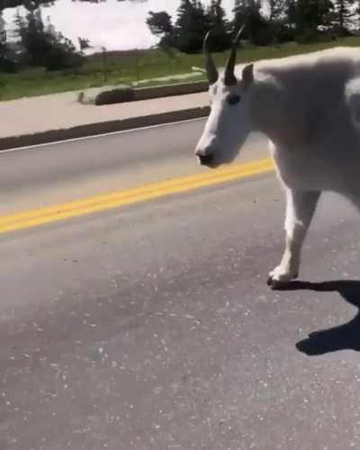 The goat of all goats