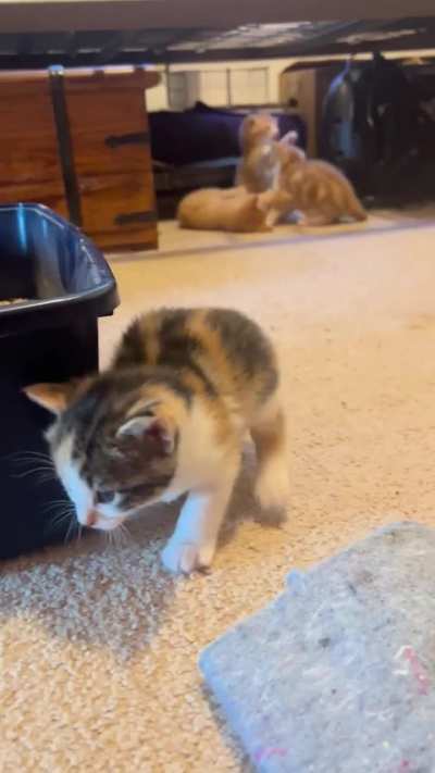 She&rsquo;s practicing her pounce while her siblings fight over the braincell.