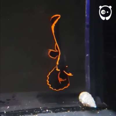 Phoenix fish