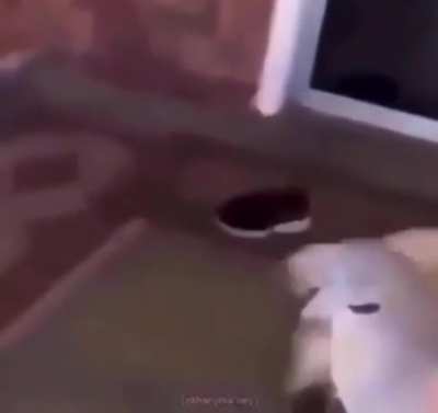 Mmm, that looks tasty