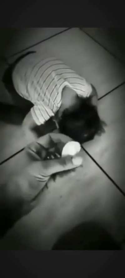 N&atilde;o pode comer pedra...