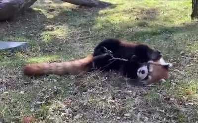 The red panda was the first animal to be given the name &lsquo;panda&rsquo; first, about fifty years before the giant panda.